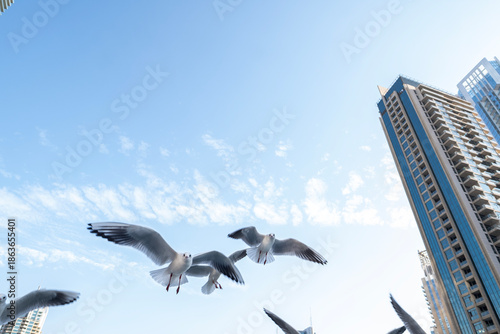 Photography Flock of seagulls flying close to the camera against a clear blue sky with modern skyscraper visible in the corner of the frame in Dubai Marina, UAE