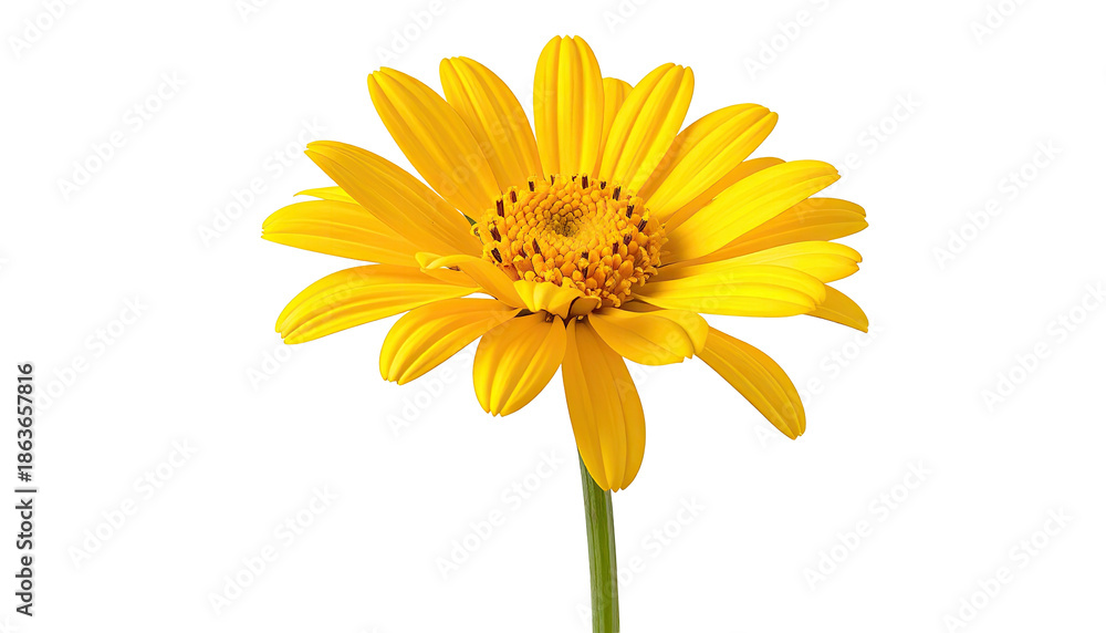 Naklejka premium Yellow flower with detailed center, on black