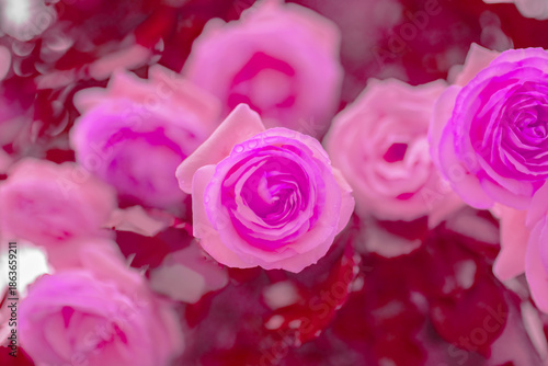 ピンク薔薇
