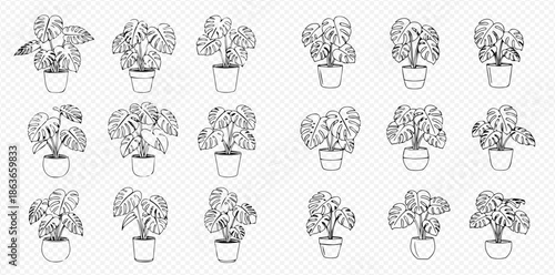 Collection of various potted monstera deliciosa plants in outline style on a transparent background.