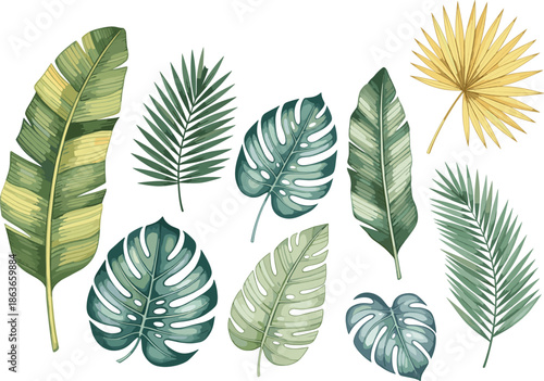 Tropical leaves vector set with palm monstera banana foliage botanical elements isolated on white background