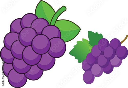 Two bunches of purple grapes with green leaves on a white background