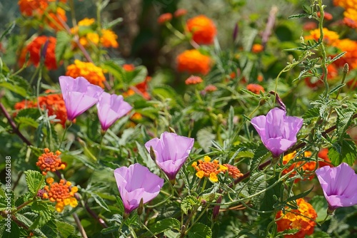 Pink convolvulus althaeoides and yellow orange lantana flowers