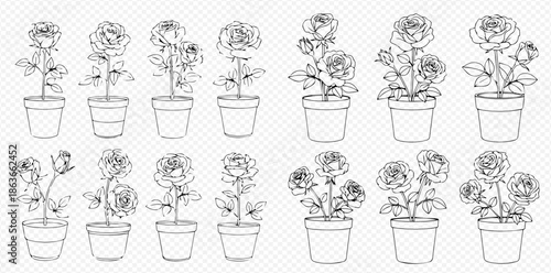 Set of hand-drawn potted rose flowers in various stages of bloom, perfect for botanical illustrations and garden-themed designs.