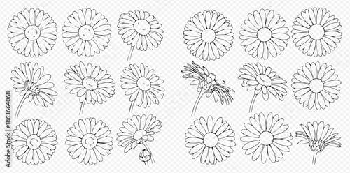 Set of hand-drawn daisy flower illustrations in various angles and perspectives, black and white outline vector art.