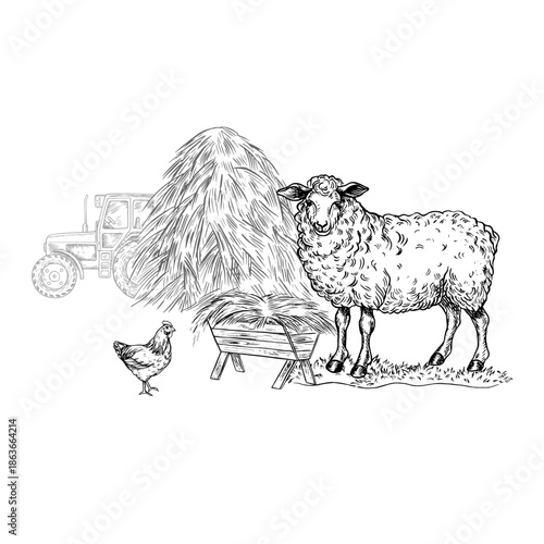 A sheep eating hay in front of a haystack and a tractor. Black and white vector illustration drawn by hand. Agricultural yard. Perfect for farms or agriculture. For packaging and banners.