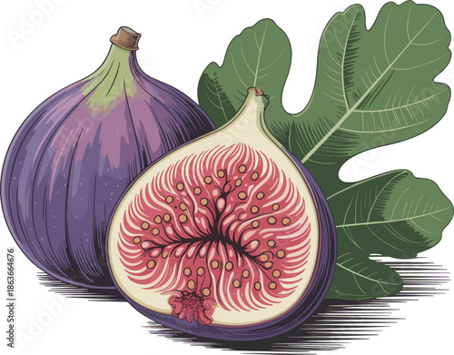 Vintage fig illustration, ripe fresh fig fruit cross section, botanical engraving style, organic food concept, healthy nutrition, natural produce, detailed hand drawn artwork
