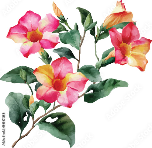 bouquet of pink roses