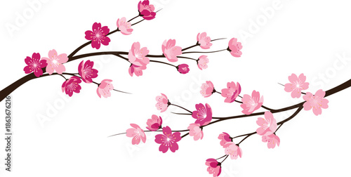 Pink cherry blossom branches with sakura flowers, Japanese floral vector illustration, spring season nature background, blooming tree branch for greeting card design.