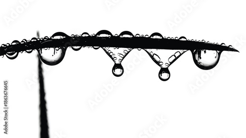 A delicate black and white image showcasing water droplets clinging to a slender curved plant stem