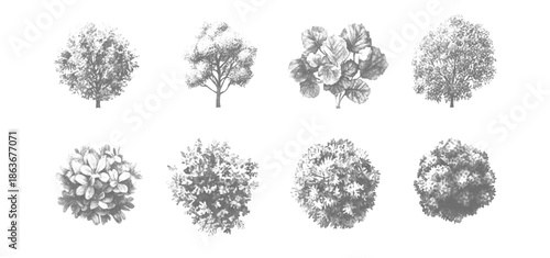 Vector White And Black Architectural Landscape Trees on White Background