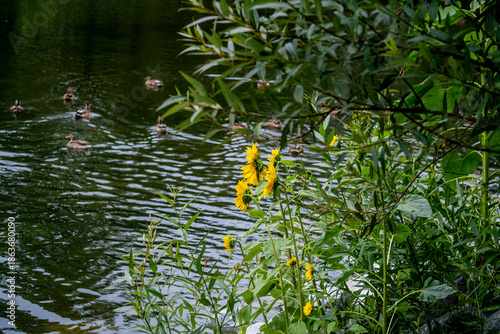 Sunflowers on the riverbank on a summer day.