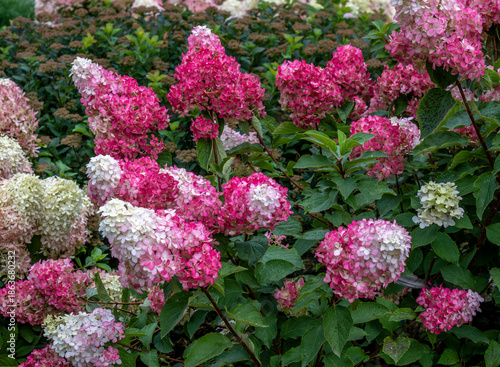 Bright flowers in the park on a summer day.