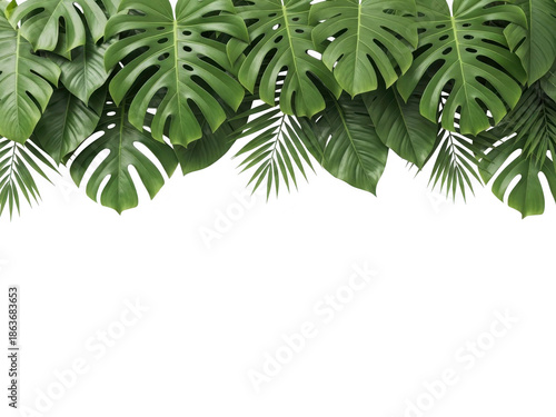 Wallpaper Mural Tropical green leaves border isolated on transparent background for decoration and design Torontodigital.ca