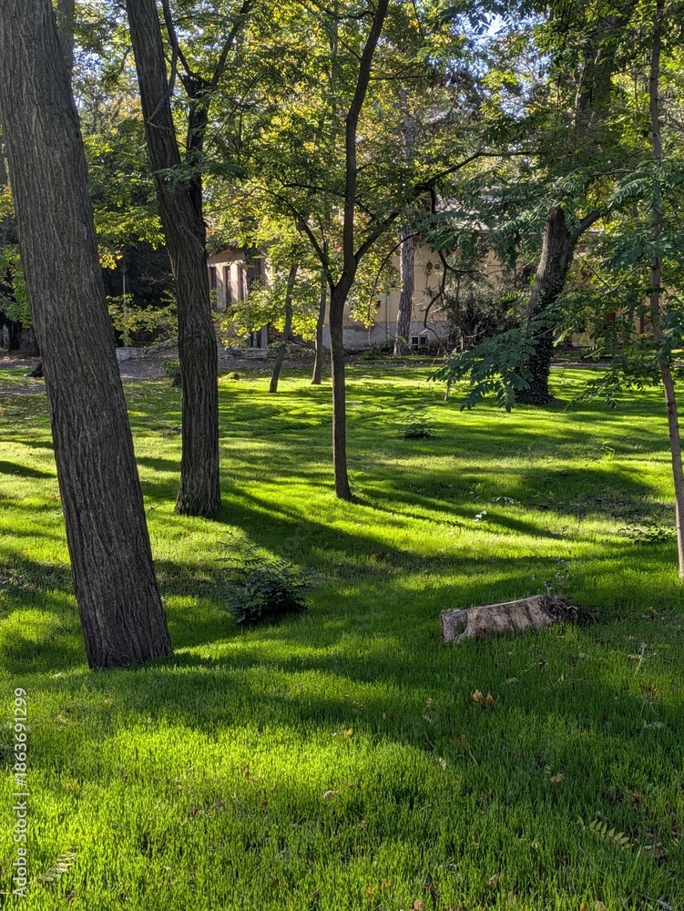 Fototapeta premium spring in the park