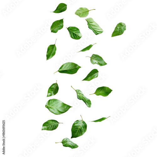 Falling Green Leaves Against Transparent Background Showing Detailed Leaf Veins And Delicate Texture