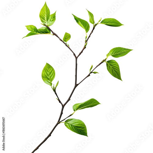 Detailed View Of A Green Branch With Fresh Leaves Against Transparent Background Showing Natural Growth And Vibrant Color
