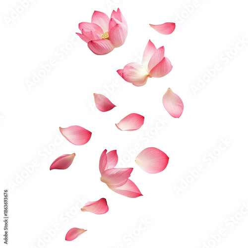 Falling Pink Lotus Flower Petals Isolated on a Transparent Background