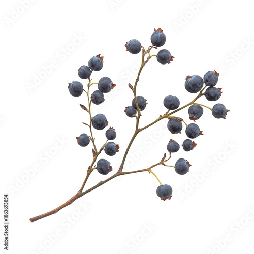 Ripe Blueberries on a Branch Isolated on Transparent Background in Natural Light with Detailed Texture
