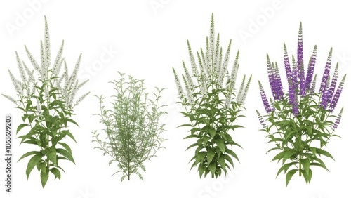 Veronica Flowers Set, White and Purple Spiked Flowers Isolated on White Background