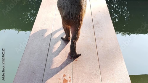 A capybara was taking a walk.