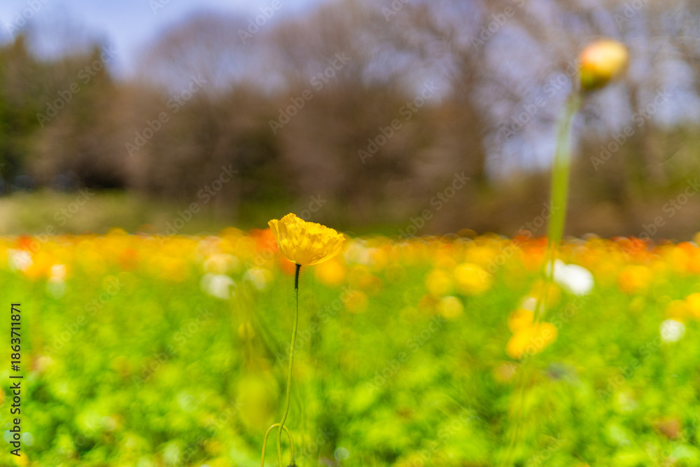 Fototapeta premium 森林公園のチューリップと桜とポピー