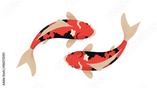 Colorful koi fish pair on white background in flat design