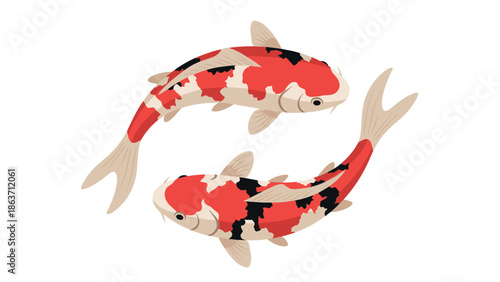 Koi fish pair in circular dance on white background with japanese aesthetic