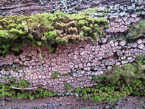 Xylobolus frustulatus