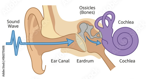 Human ear anatomy diagram for hearing process vector illustration