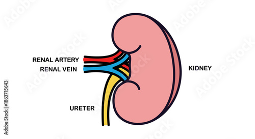 Human kidney anatomy with labels vector illustration
