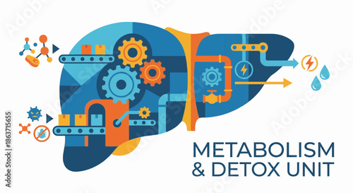 Human liver metabolism and detox unit vector illustration