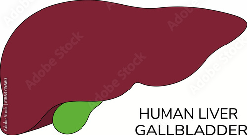 Human liver and gallbladder anatomical medical vector illustration
