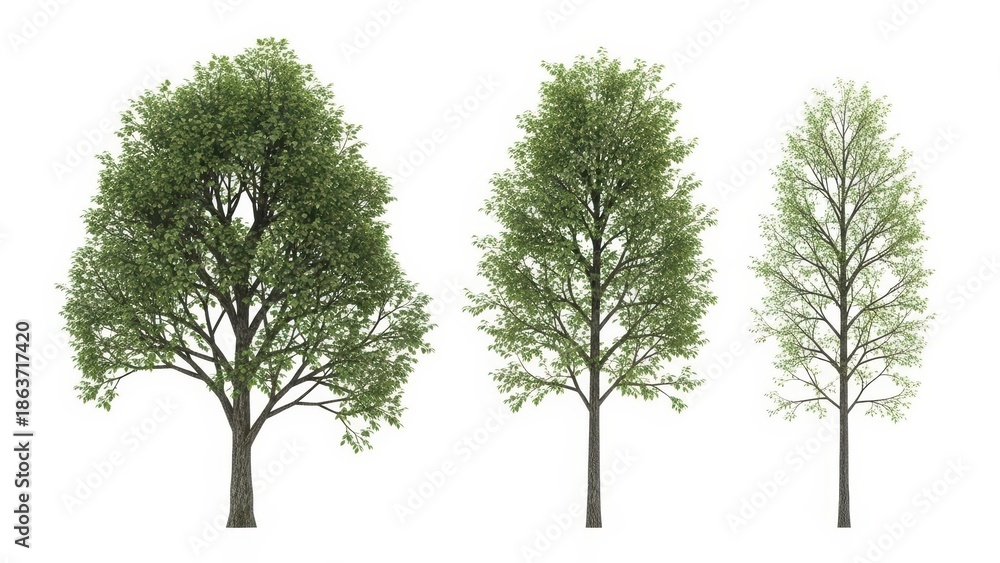 Obraz premium Tree Isolated on White Background, Set of 3 Trees with Green Leaves for Nature Environment