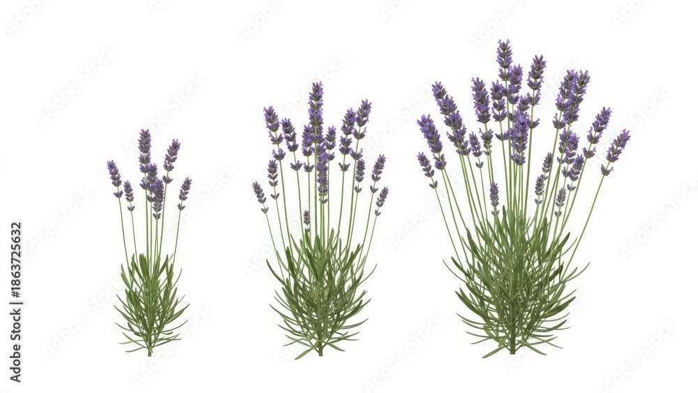 Obraz premium Lavender Plants Set on White Background, Isolated, Growing Stages, Floral Design
