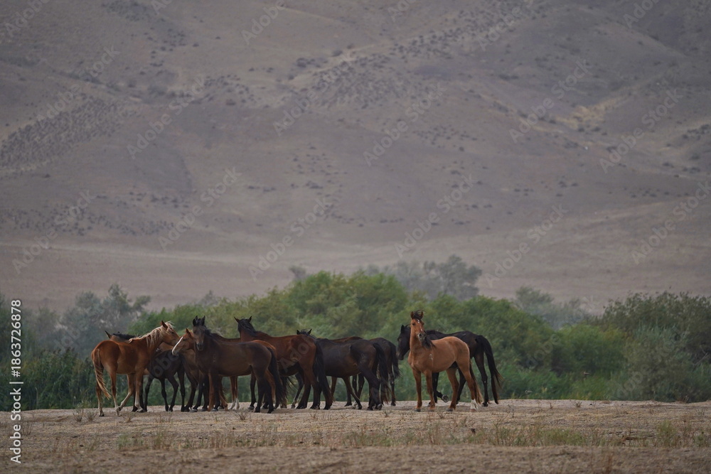 Obraz premium A small herd of young horses in a mountainous area, the beginning of a sandstorm.