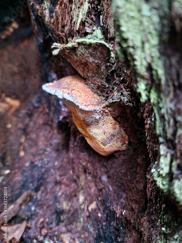 Aurantiporus croceus 