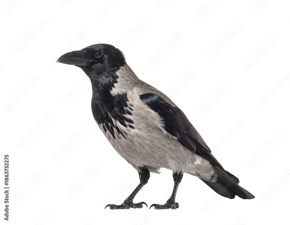 Obraz premium Crow raven-like hooded crow standing with glossy black head and gray body