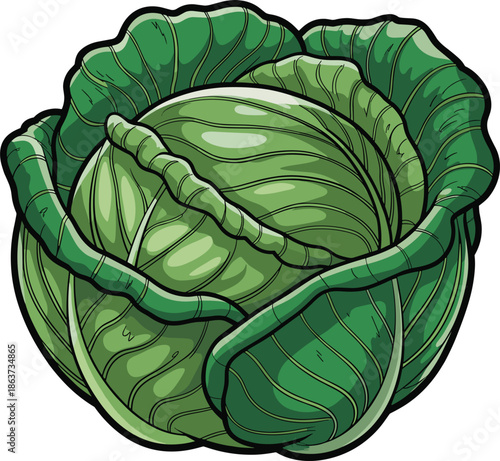 Fresh green cabbage vegetable illustration, organic leafy brassica plant, healthy vegan food concept, farm harvest produce, botanical drawing, isolated on white background