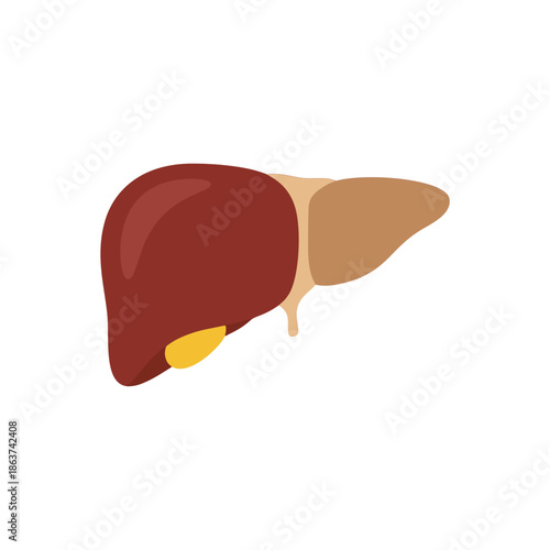 Anatomical flat vector illustration of a healthy human liver and gallbladder system.