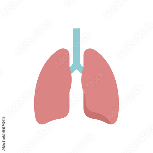 Healthy human lungs respiratory system anatomy illustration in flat medical style.