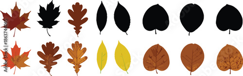 Leaf illustration set, botanical vector, autumn foliage, plant taxonomy, seasonal leaves, nature graphics, silhouette and vein details, educational design