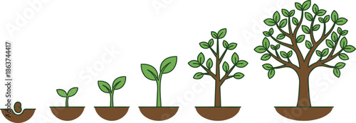 Growth stages timeline graphic showing seed germination seedling young plant sapling and mature tree in soil lifecycle educational infographic flat technical drawing