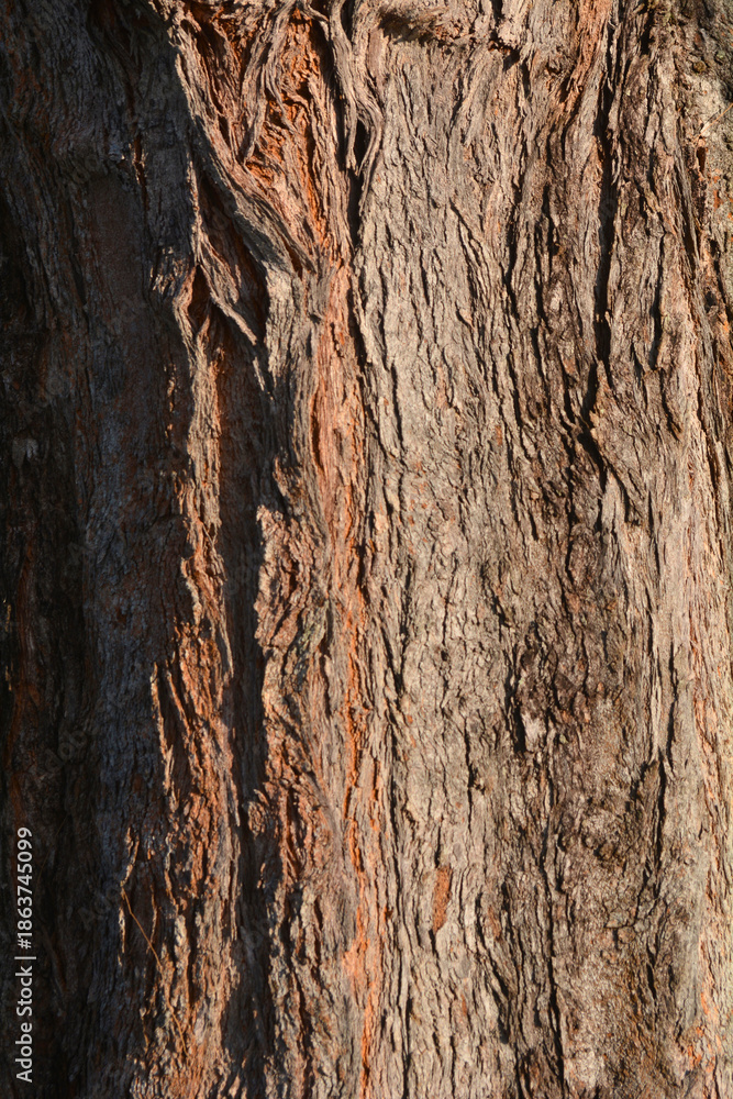 Obraz premium Texture from a pine tree bark