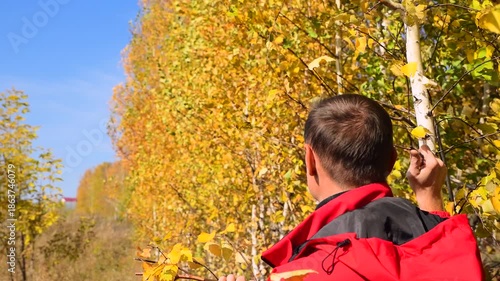 Man looks at the yellow autumn birches. The trees sway in the wind and the leaves flutter. Seasonal weather. Landscape in a birch grove.