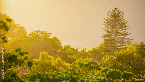 The image features a lush, green landscape bathed in warm, golden light from a hazy sky. A prominent, tall coniferous tree stands on the right, towering over a variety of rounded, dense green trees