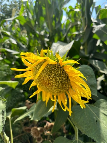 Sunflower blooming in summer, Gansu Province of China
