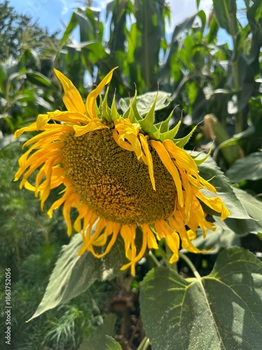 Sunflower blooming in summer, Gansu Province of China