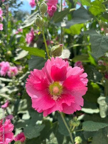 Magenta flowers blooming in the garden, Gansu Province of China