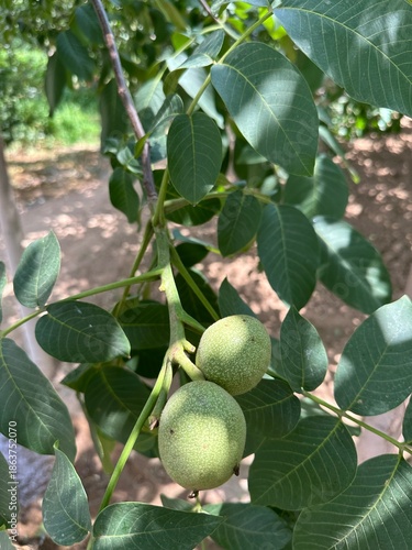 Green young fruits of walnut on a tree branch in summer, Gansu Province of China